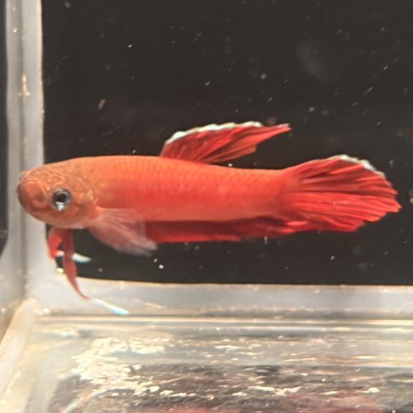 画像3: ベタ アピアピ（2.5cm±）WILD ペア (3)