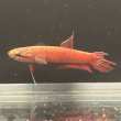 画像4: ベタ アピアピ（2.5cm±）WILD ペア (4)