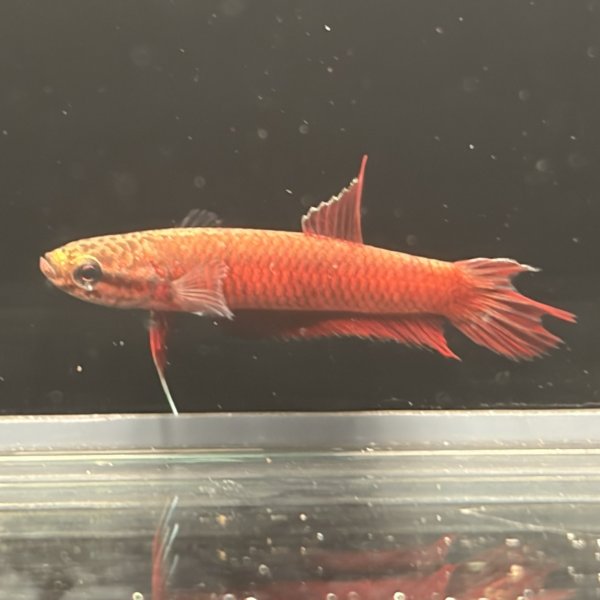 画像4: ベタ アピアピ（2.5cm±）WILD ペア (4)
