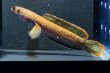 画像2: アイズファイヤー スネークヘッド(10cm±)上物 WILD (2)