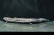 画像4: プロトプテルス エチオピクス コンギクス(20cm±)WILD (4)