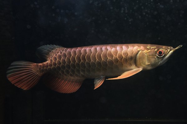 画像1: アジアアロワナ 藍底過背金龍 マレーシアゴールデン シャンレン産（22cm±） (1)