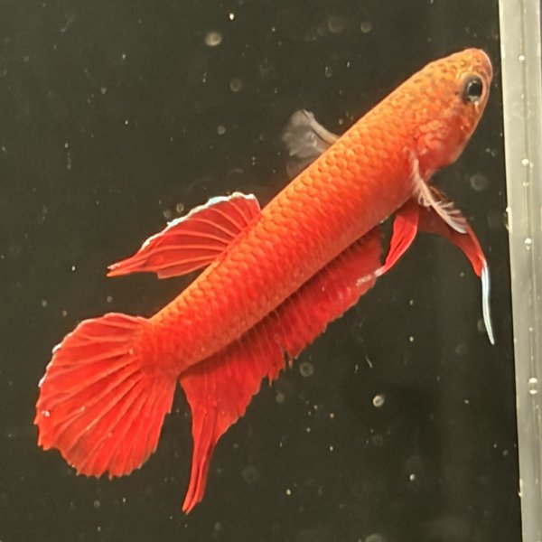 画像2: ベタ アピアピ（2.5cm±）WILD ペア (2)