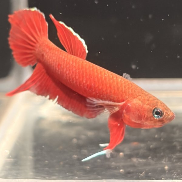 画像1: ベタ アピアピ（2.5cm±）WILD ペア (1)