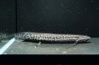 画像2: プロトプテルス エチオピクス コンギクス(20cm±)WILD (2)