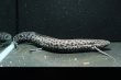 画像3: プロトプテルス エチオピクス コンギクス(20cm±)WILD (3)