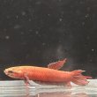 画像5: ベタ アピアピ（2.5cm±）WILD ペア (5)