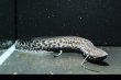画像1: プロトプテルス エチオピクス コンギクス(20cm±)WILD (1)