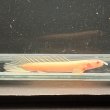 画像2: ポリプテルス アルビノセネガルス ロングフィン(6cm±)  (2)