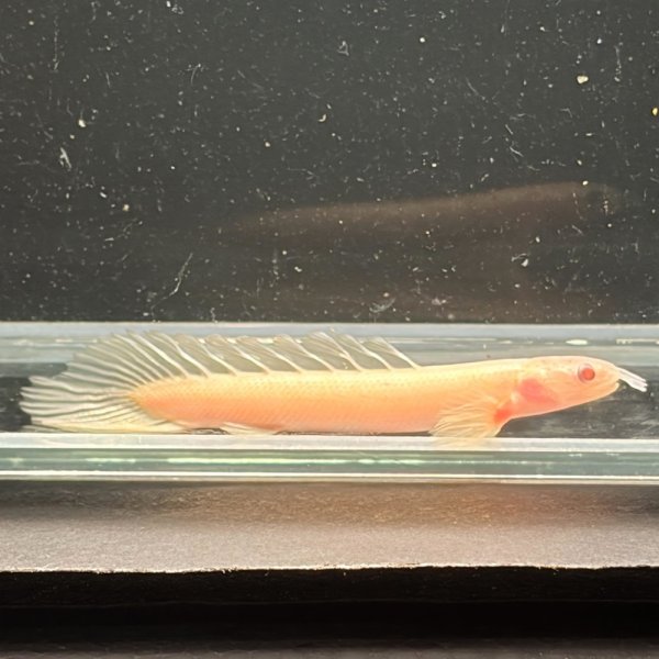 画像2: ポリプテルス アルビノセネガルス ロングフィン(6cm±)  (2)