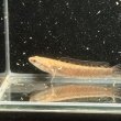 画像1: チャンナ プルクラ(5cm±)ブリード (1)