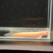 画像1: ポリプテルス アルビノセネガルス ロングフィン(6cm±)  (1)