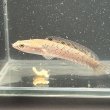 画像1: チャンナ プルクラ(5cm±)ブリード (1)