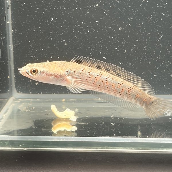 画像1: チャンナ プルクラ(5cm±)ブリード (1)