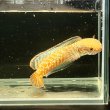 画像2: レインボースネークヘッド(7cm±)WILD (2)