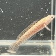 画像2: チャンナ プルクラ(5cm±)ブリード (2)