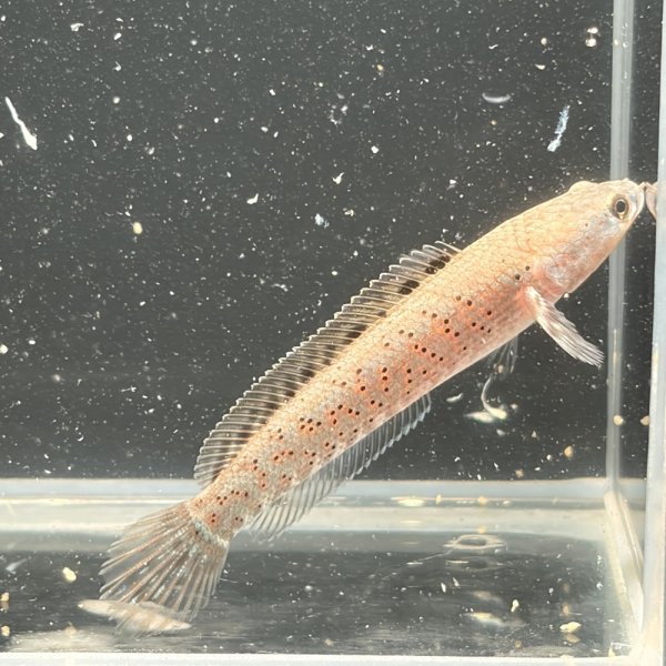 画像2: チャンナ プルクラ(5cm±)ブリード (2)
