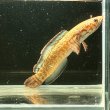 画像3: レインボースネークヘッド(7cm±)WILD (3)