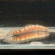 画像3: ポリプテルス デルヘッジィ細バンド(7cm±)ブリード (3)