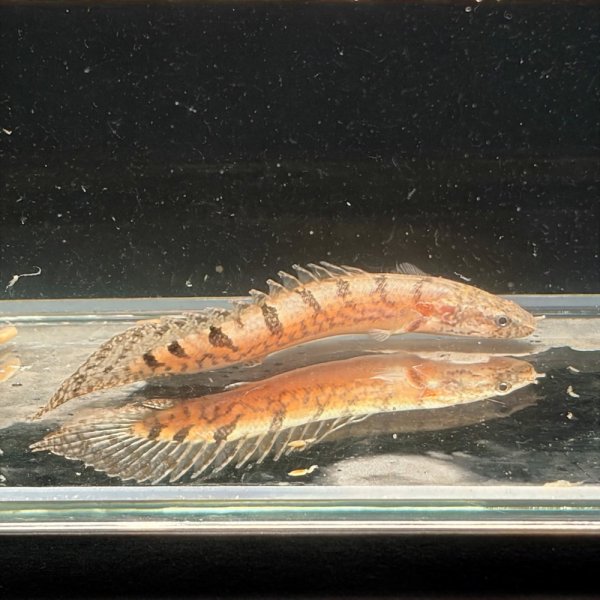画像3: ポリプテルス デルヘッジィ細バンド(7cm±)ブリード (3)