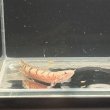 画像2: ポリプテルス デルヘッジィ細バンド(7cm±)ブリード (2)