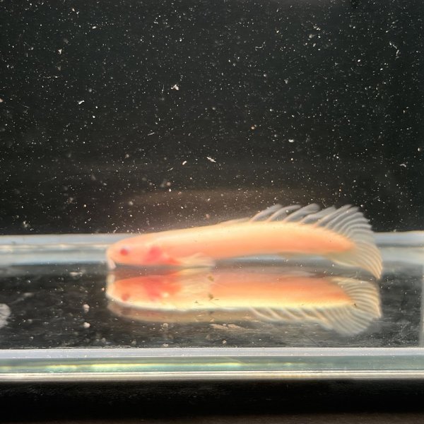画像2: ポリプテルス アルビノセネガルス ロングフィン(6cm±)  (2)