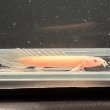 画像2: ポリプテルス アルビノセネガルス ロングフィン(6cm±)  (2)