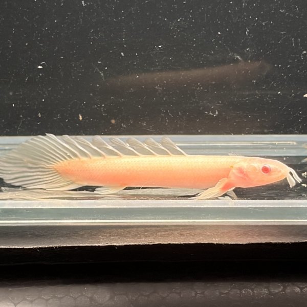 画像2: ポリプテルス アルビノセネガルス ロングフィン(6cm±)  (2)
