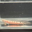 画像1: ポリプテルス デルヘッジィ細バンド(7cm±)ブリード (1)