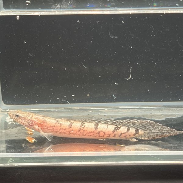 画像1: ポリプテルス デルヘッジィ細バンド(7cm±)ブリード (1)