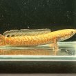 画像2: レインボースネークヘッド(7cm±)WILD (2)