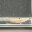 画像2: チャンナ プルクラ(5cm±)ブリード (2)