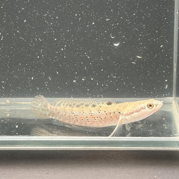 画像2: チャンナ プルクラ(5cm±)ブリード (2)