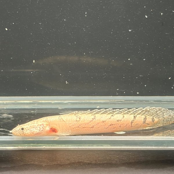 画像1: ポリプテルス デルヘッジィ細バンド(7cm±)ブリード (1)