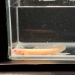 画像3: ポリプテルス アルビノセネガルス ロングフィン(6cm±)  (3)