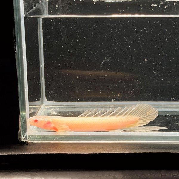 画像3: ポリプテルス アルビノセネガルス ロングフィン(6cm±)  (3)