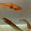 画像1: マナマズ(7cm±)WILD兵庫県産 (1)