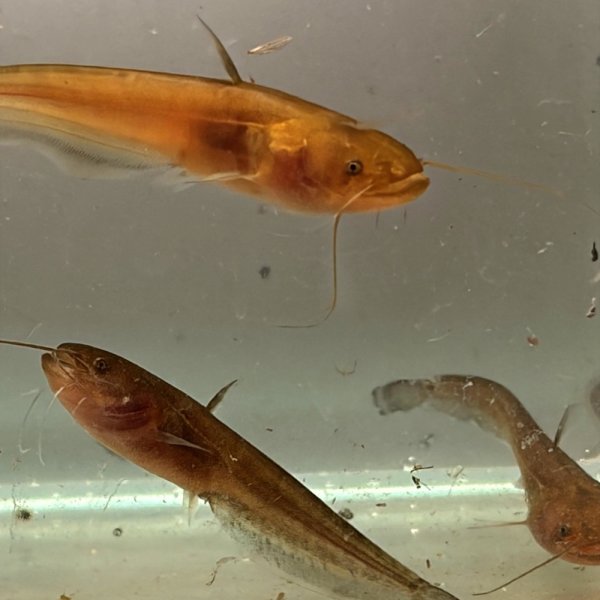 画像1: マナマズ(7cm±)WILD兵庫県産 (1)