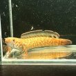 画像1: レインボースネークヘッド(7cm±)WILD (1)