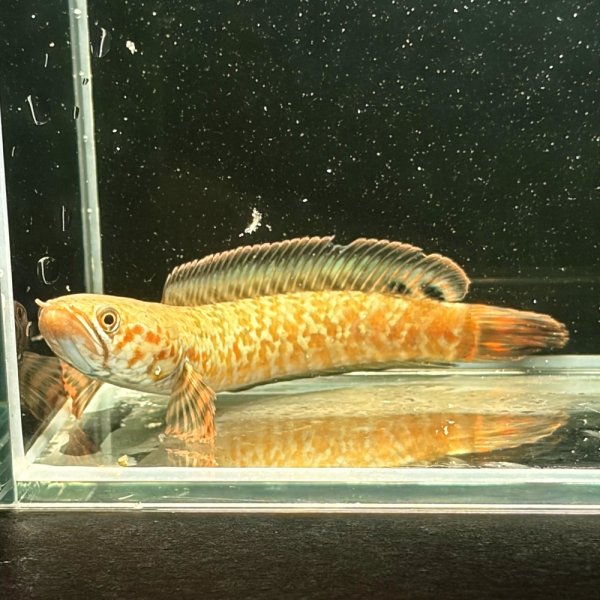 画像1: レインボースネークヘッド(7cm±)WILD (1)