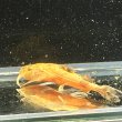 画像2: バガリウスヤレリー（7cm±）WILD  (2)