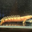 画像3: ポリプテルス デルヘッジィ 美バンド(17cm±)ブリード (3)
