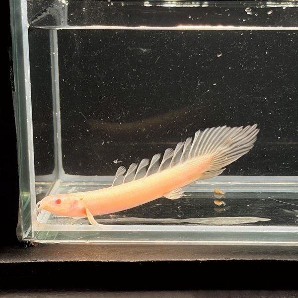 画像1: ポリプテルス アルビノセネガルス ロングフィン(6cm±)  (1)