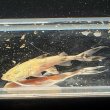 画像2: バガリウスヤレリー（7cm±）WILD  (2)