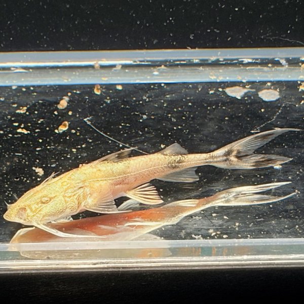 画像2: バガリウスヤレリー（7cm±）WILD  (2)