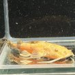 画像1: バガリウスヤレリー（7cm±）WILD  (1)
