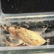 画像1: バガリウスヤレリー（7cm±）WILD  (1)