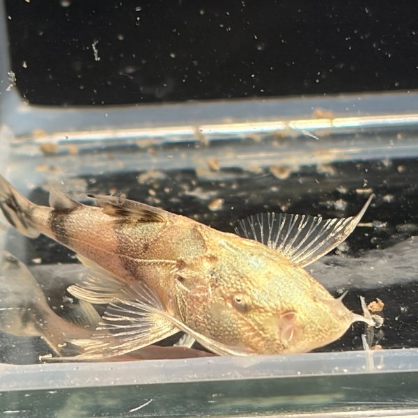 画像1: バガリウスヤレリー（7cm±）WILD  (1)