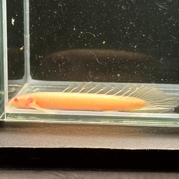 画像1: ポリプテルス アルビノセネガルス ロングフィン(6cm±)  (1)