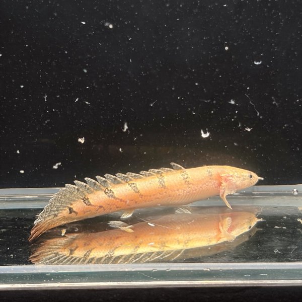 画像1: ポリプテルス デルヘッジィ細バンド(7cm±)ブリード (1)